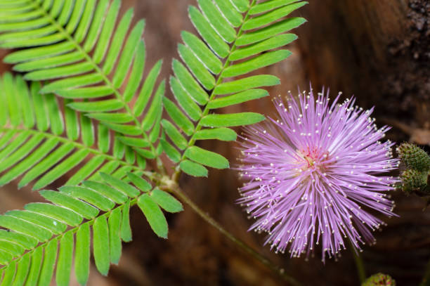 Mimosa Cuts